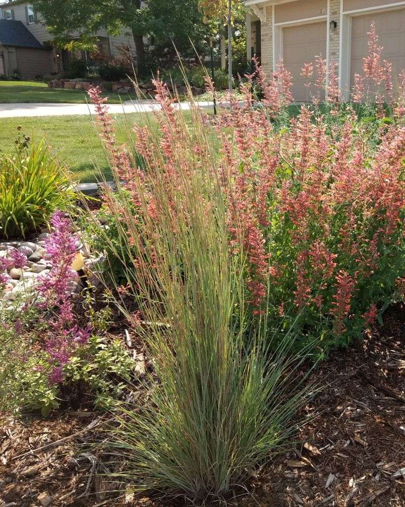 Which Ornamental Grasses Respond Best To January Trimming