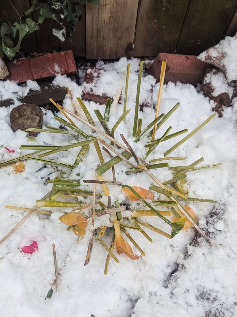 What Happens To Plants That Can't Breathe Under Snow