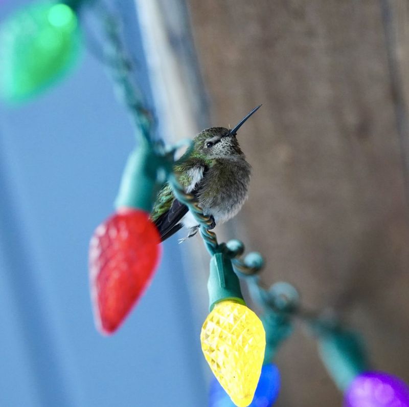 Where Hummingbirds Shelter During Cold Nights