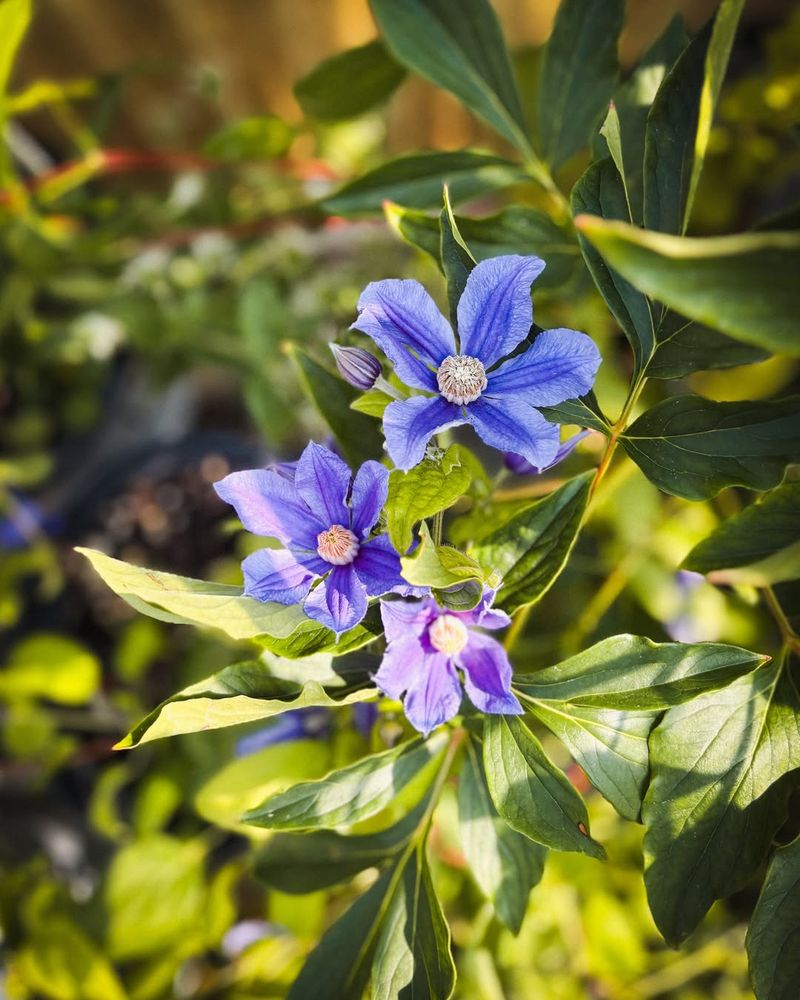 Pruning Late Blooming Clematis Without Fear