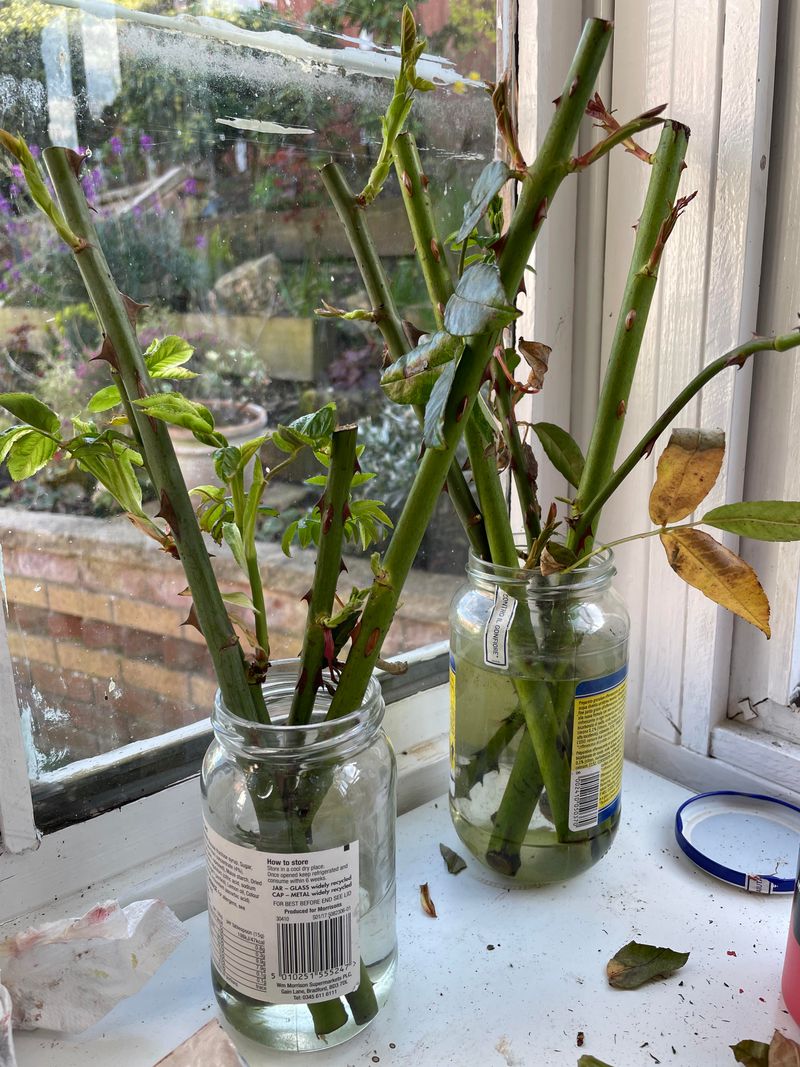 Why Roses Respond Best Before Spring Heat Arrives