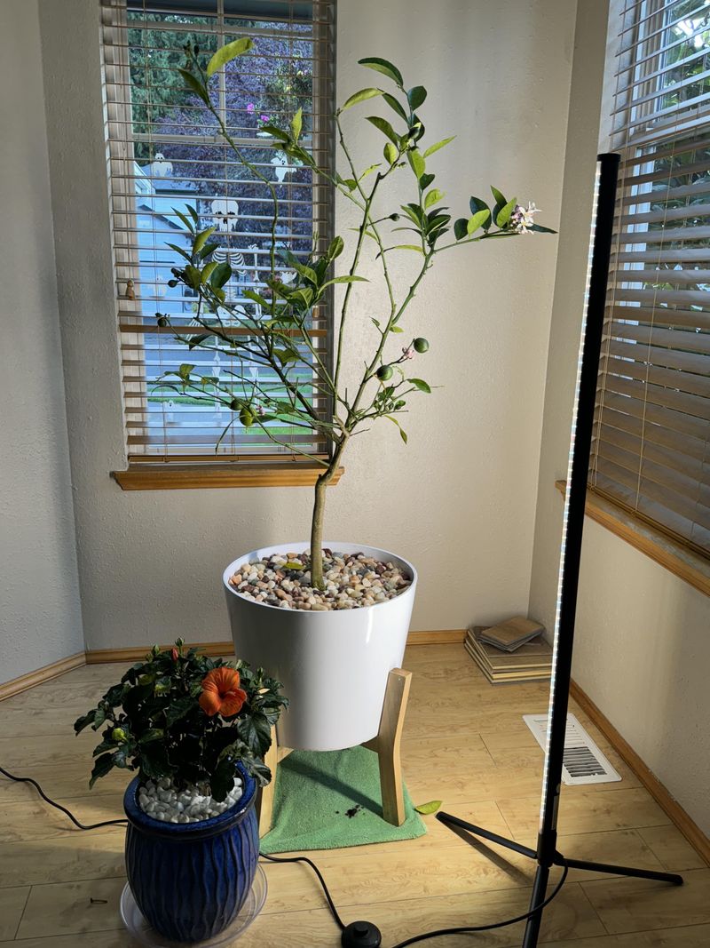 Transitioning Meyer Lemons Between Indoors And Outdoors