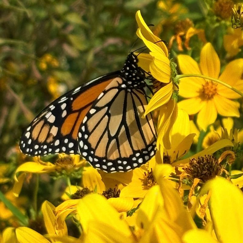 Simple Ways You Can Help Monarchs In Your Own Yard