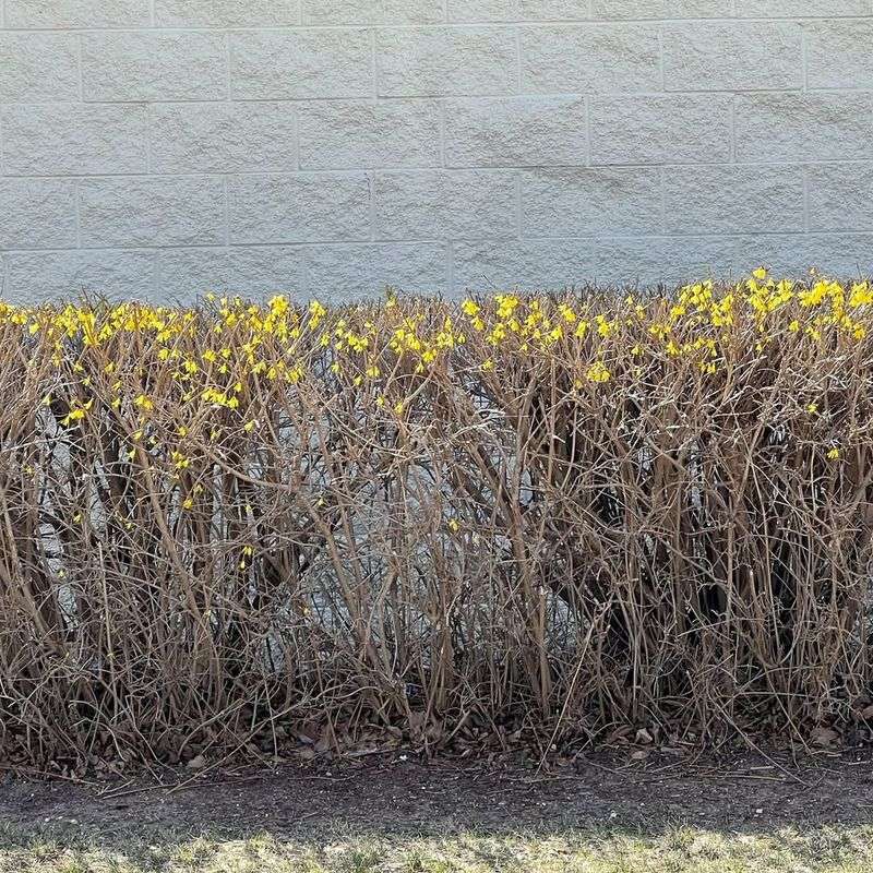 What Actually Happens When Forsythia Is Cut Back During Winter
