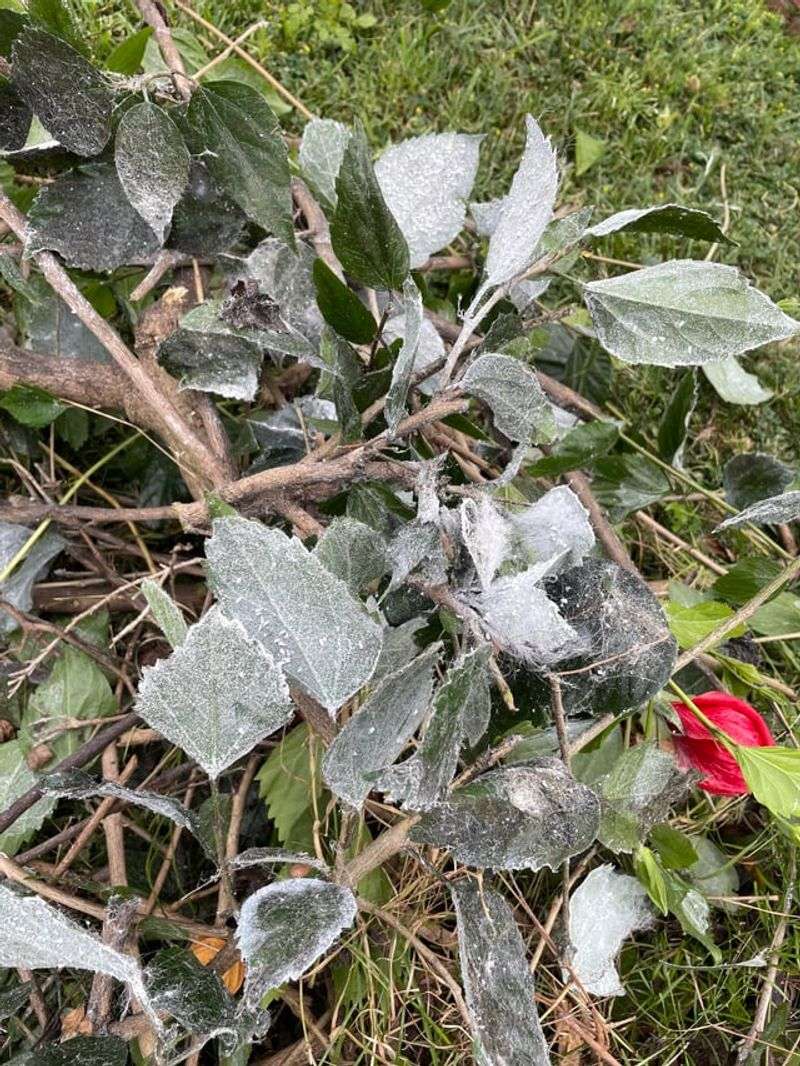 Identifying The Most Vulnerable Plants In Your Florida Garden