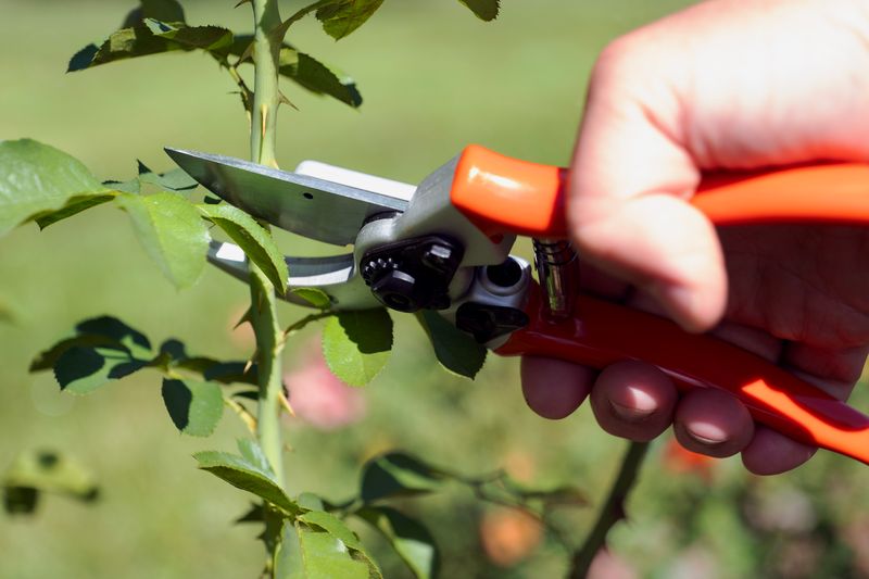 Tools That Make Cleaner, Healthier Cuts