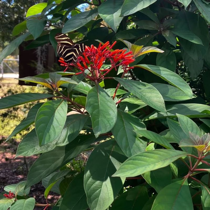 How To Tell When Your Firebush Is Ready To Be Pruned
