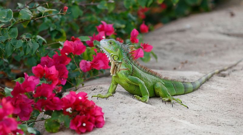 What Florida Wildlife Officials Say About Iguana Control