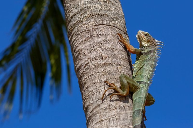 Why Winter Weather Isn't Stopping Iguanas Anymore