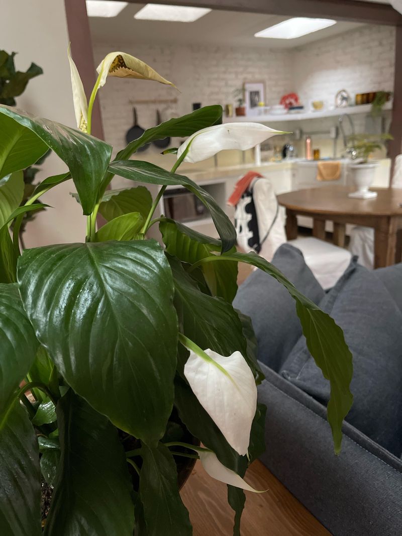 Removing Spent Blooms As Soon As They Fade