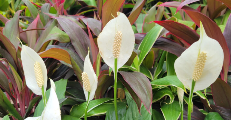 peace lily (featured image)