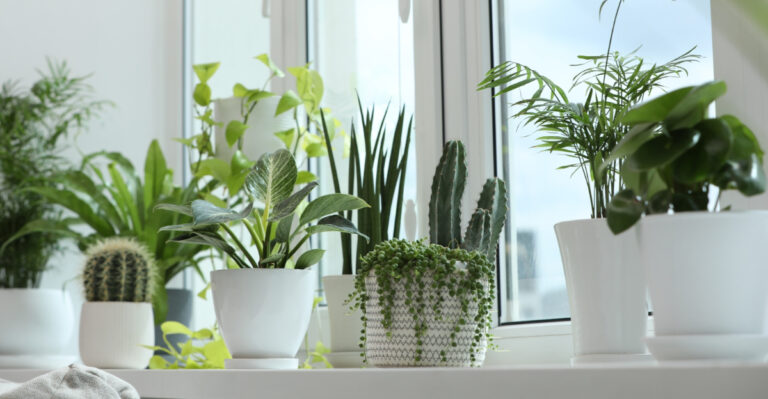 houseplants (featured image)