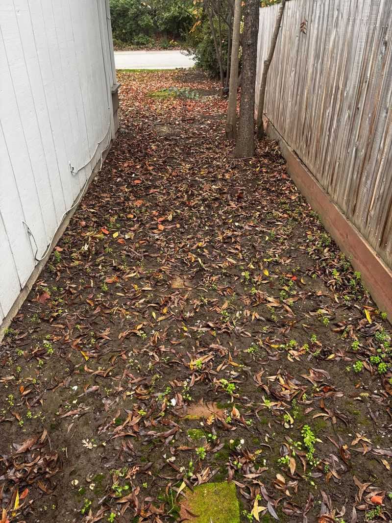 Which Parts Of California Yards Collect The Most Winter Mess