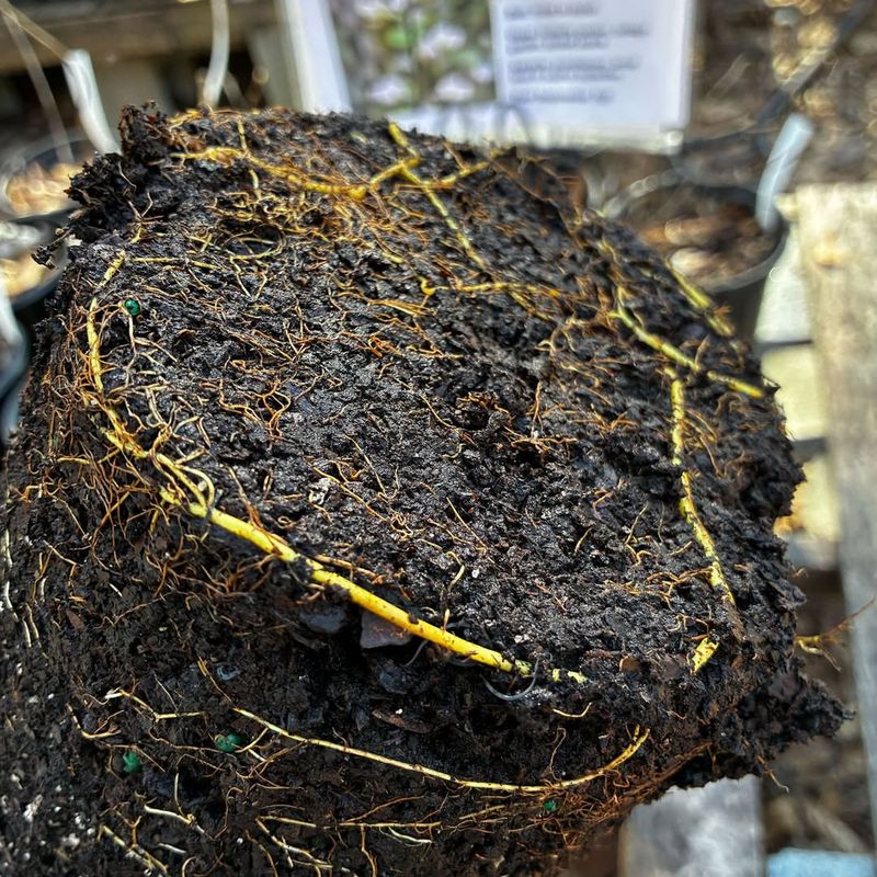 Yes, Mild Winter Days Give You A Head Start — And Here’s Why