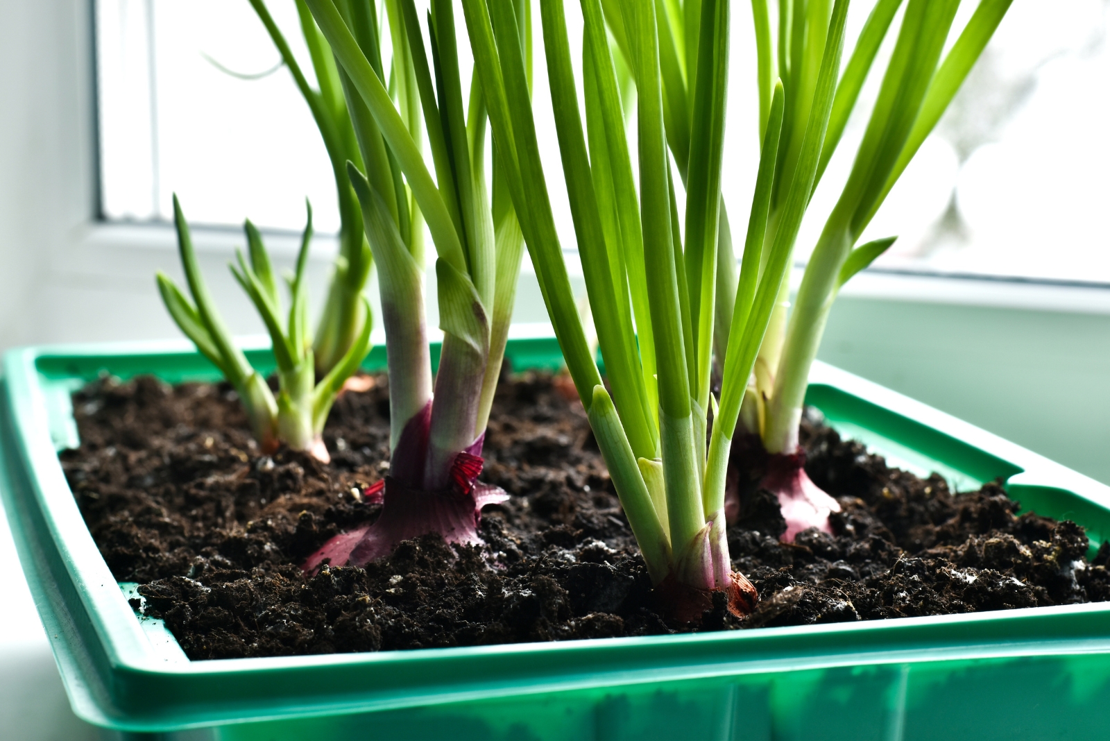 How Minnesota Homes Grow Fresh Green Onions Indoors Year-Round