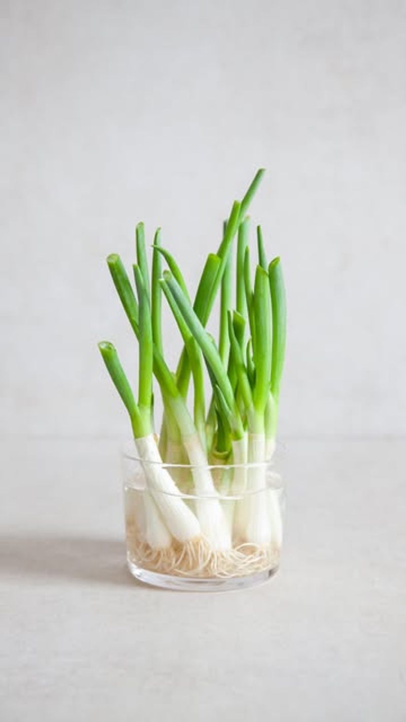 Water Glass Method on Sunny Windowsills