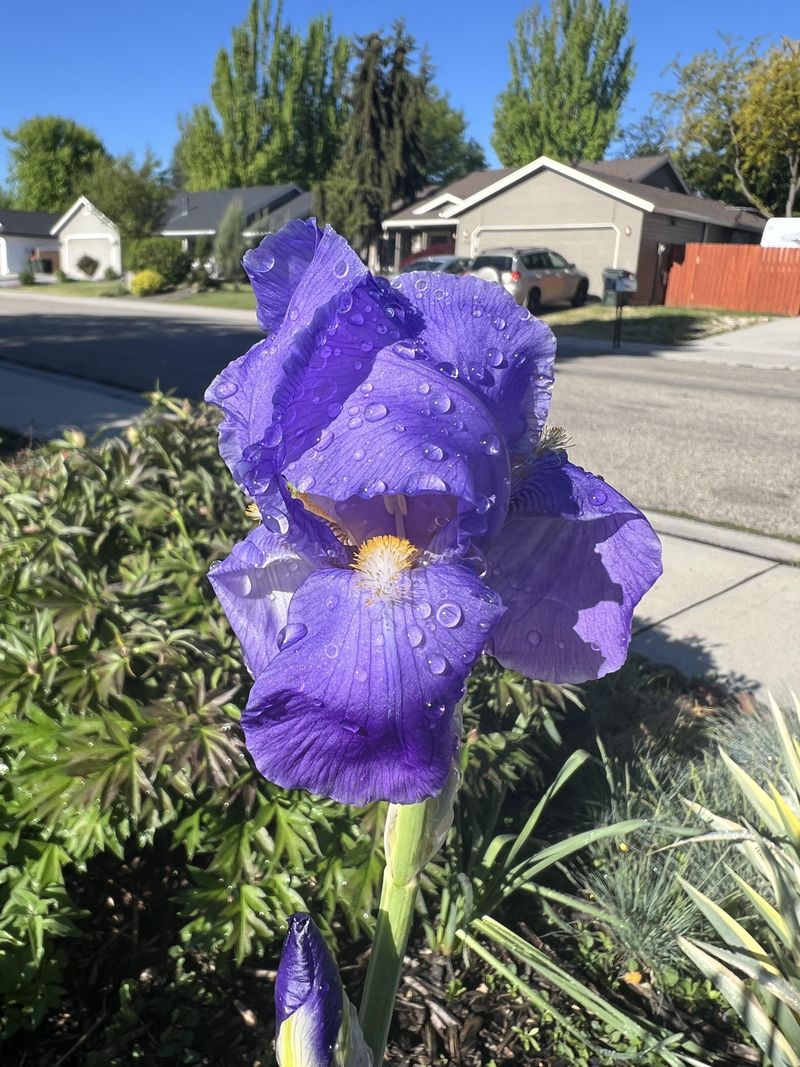 Plant Irises Where They Get Full Sun In Missouri Yards