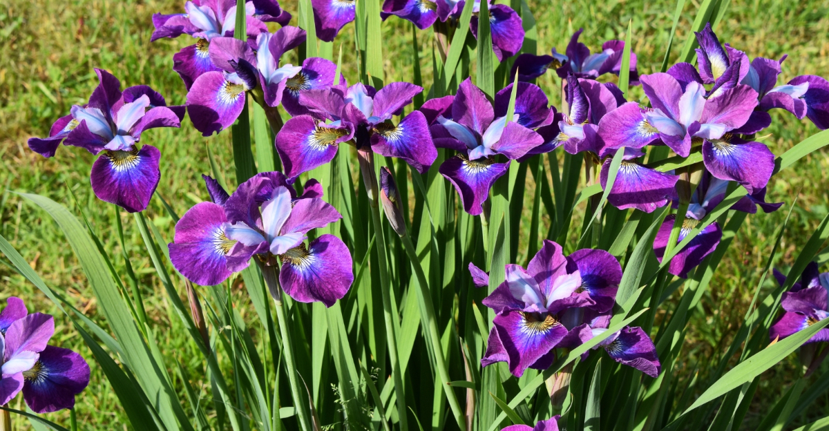 irises (featured image)