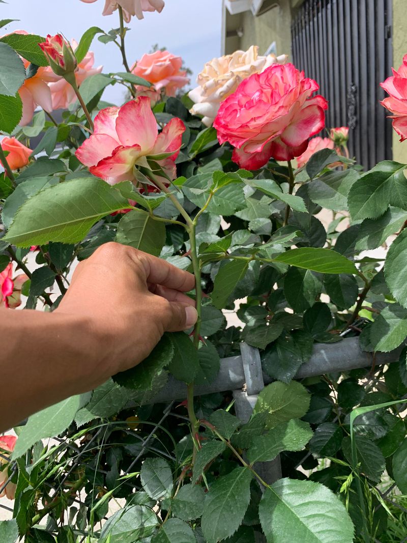 Why Waiting Longer Can Reduce Success Rates