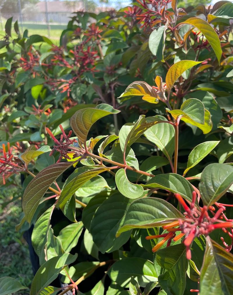 Why Firebush Handles Winter Pruning Differently