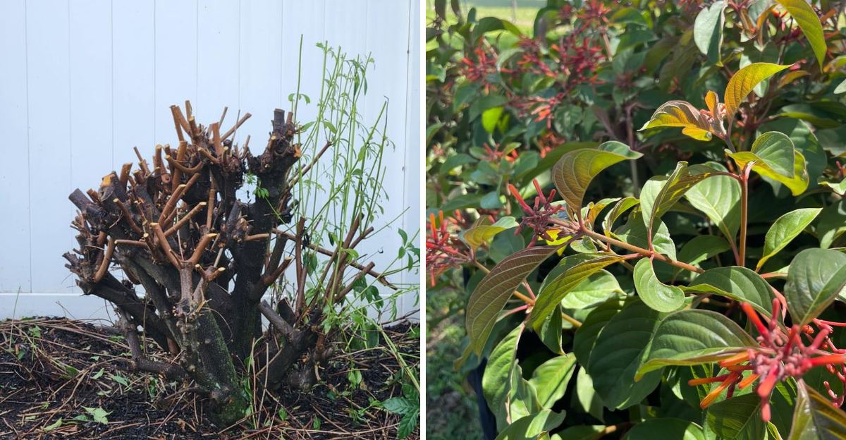 pruned firebush