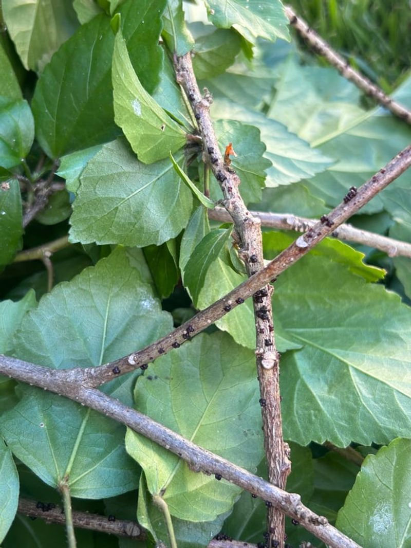 Where To Make Pruning Cuts For Maximum Blooms