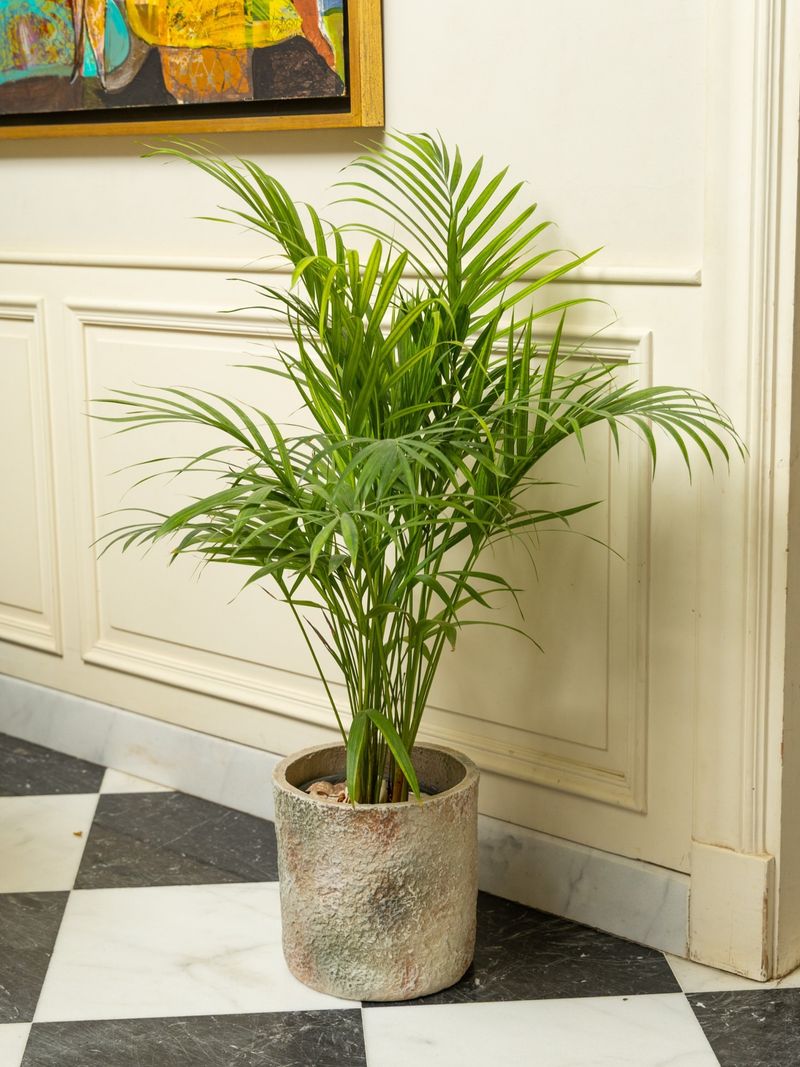 Watering Indoor Palms Without Root Problems