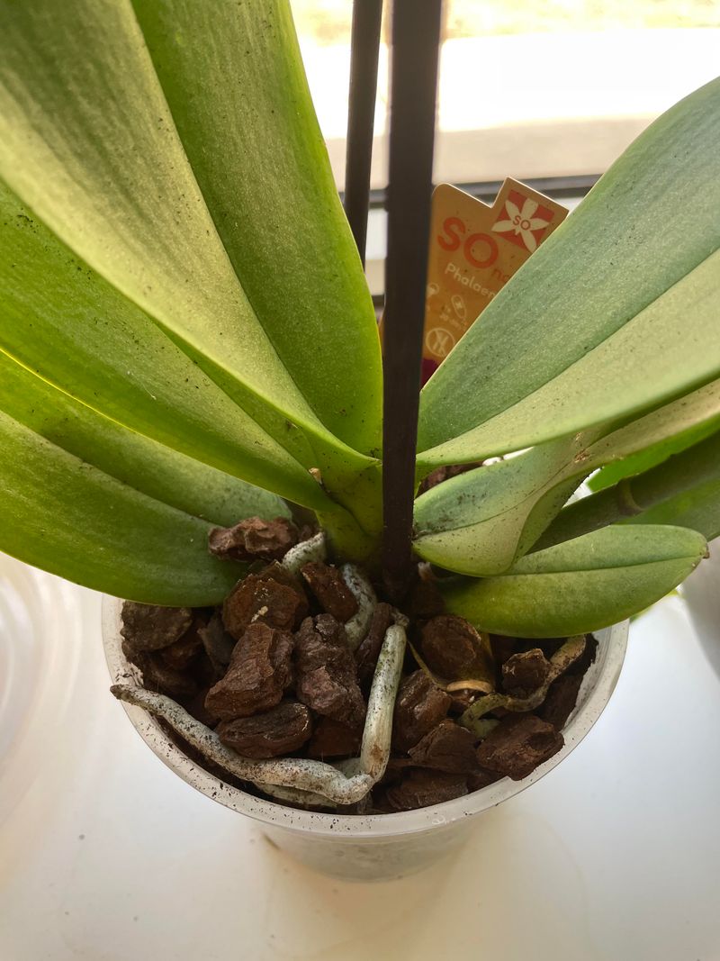 Watering Problems That Prevent Flower Spikes