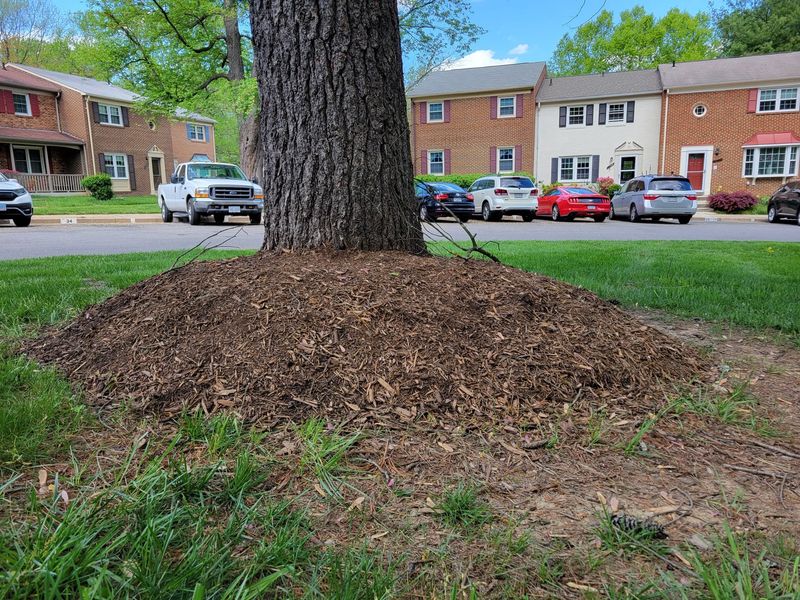 Common Mulching Mistakes Florida Homeowners Make