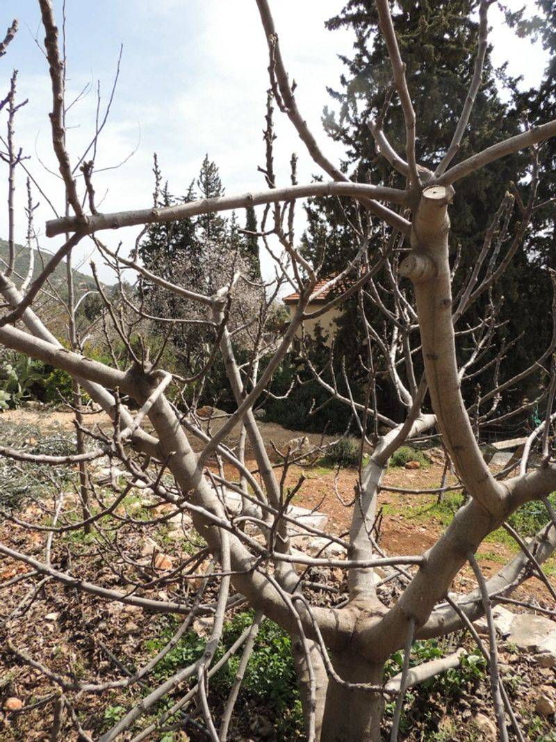 Common Pruning Mistakes To Avoid