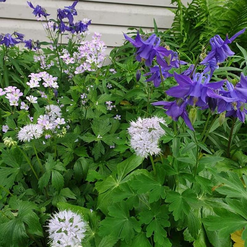 Lower Water And Maintenance Needs Of Native Species