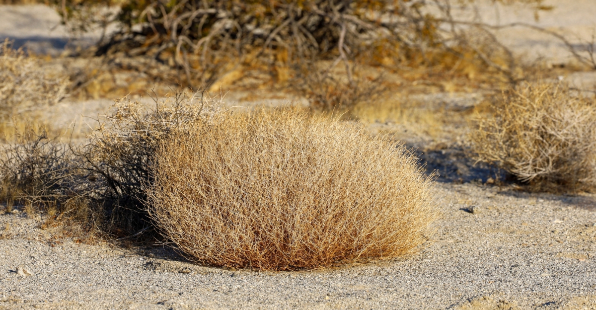 Tumbleweeds (featured image)