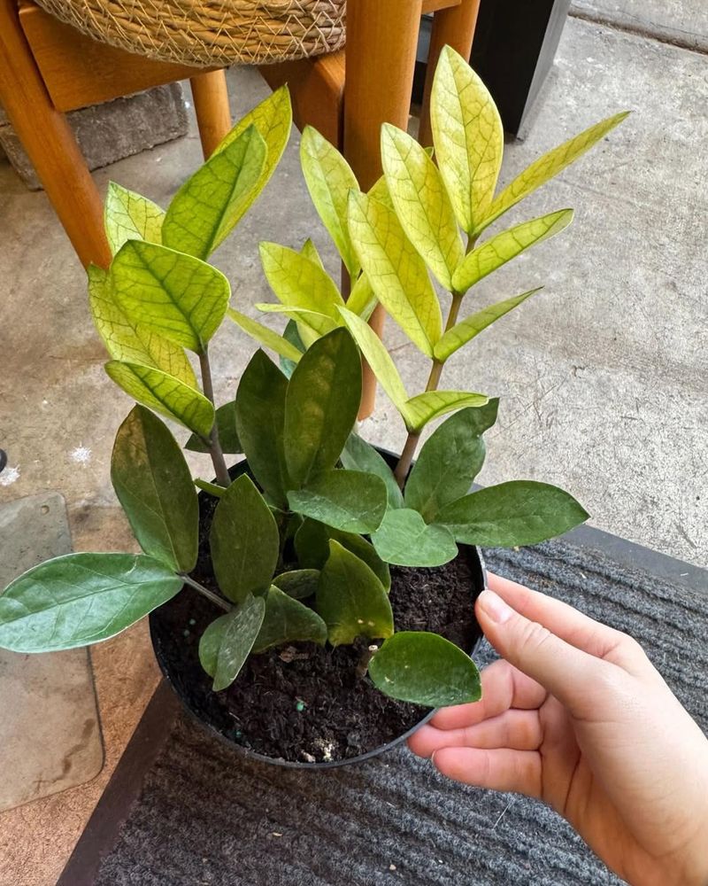 Choosing The Right Spot Away From Harsh Desert Sun