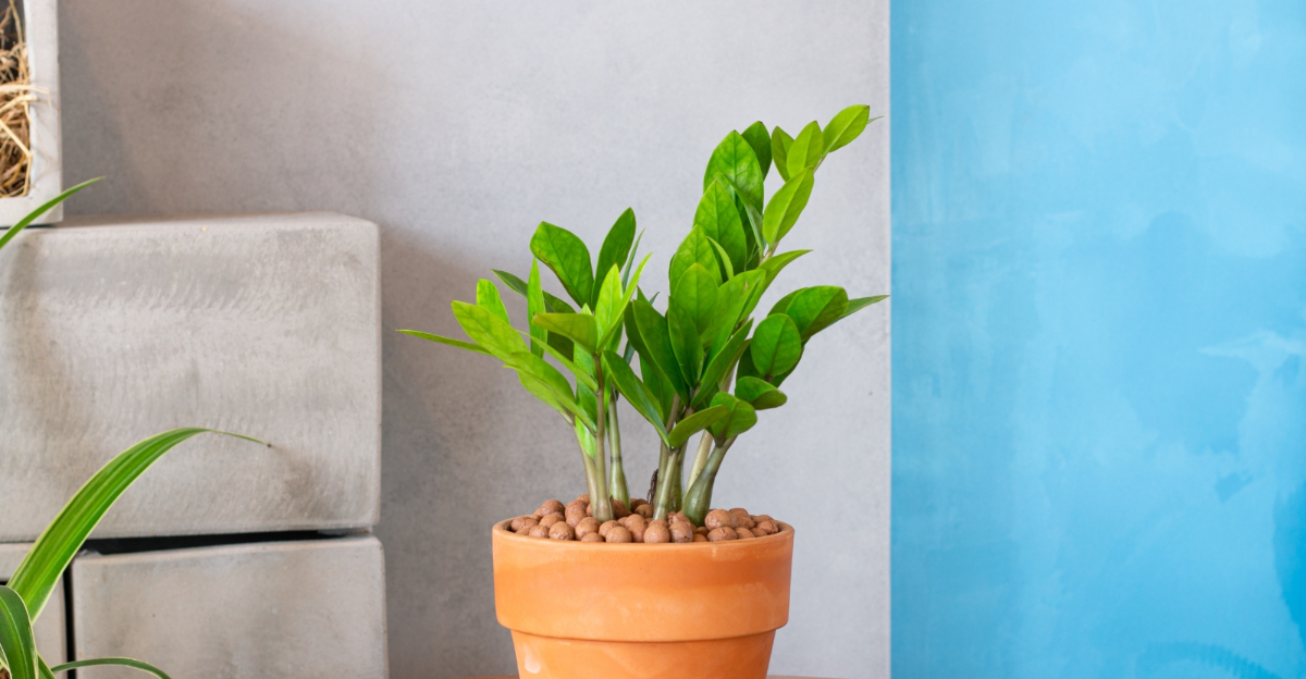 ZZ plant (featured image)