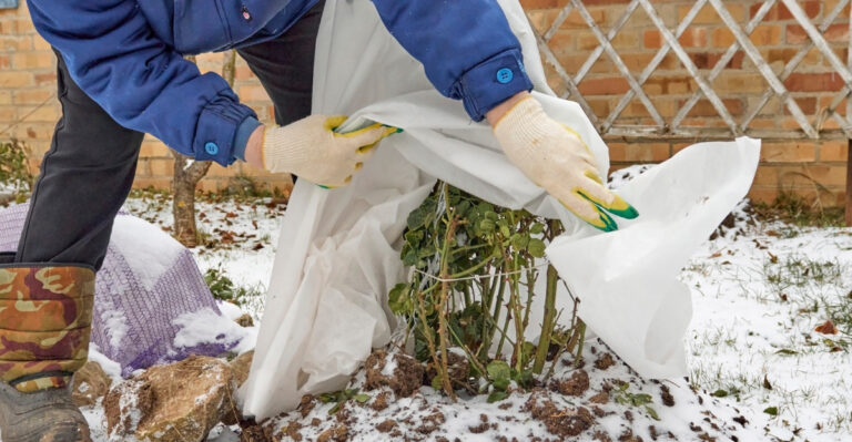 protecting plants in winter (featured image)