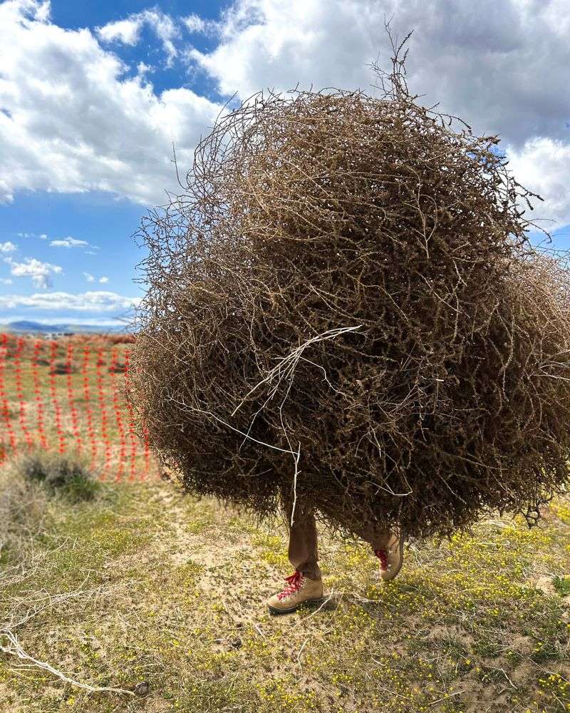 Manual Removal With Proper Protective Gear