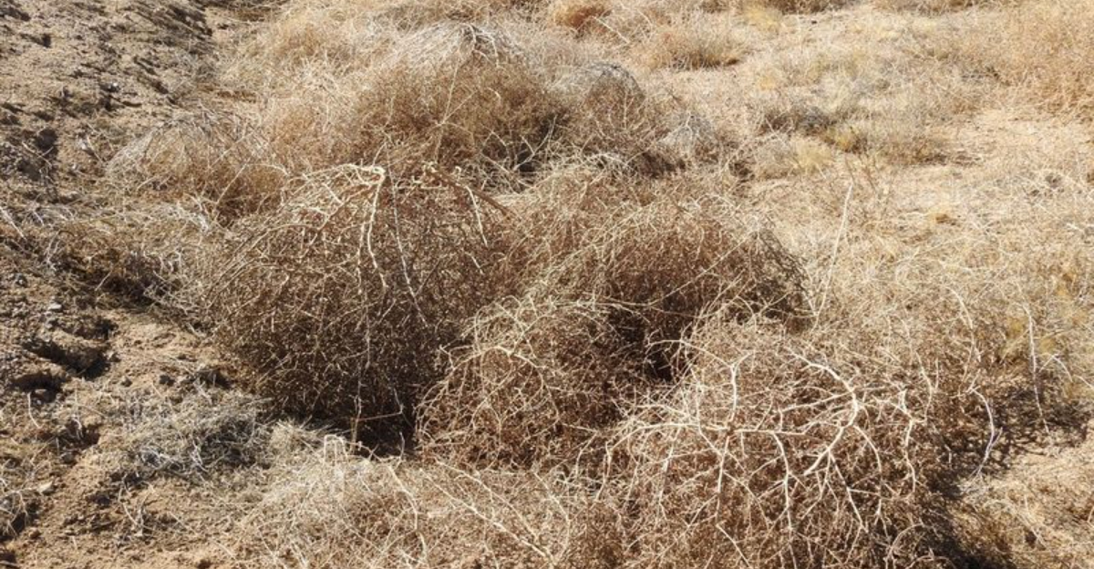 tumbleweed