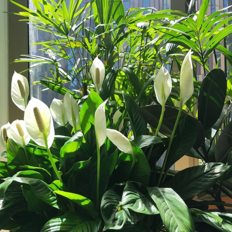 Why Peace Lilies Slow Down Blooming Indoors In New York