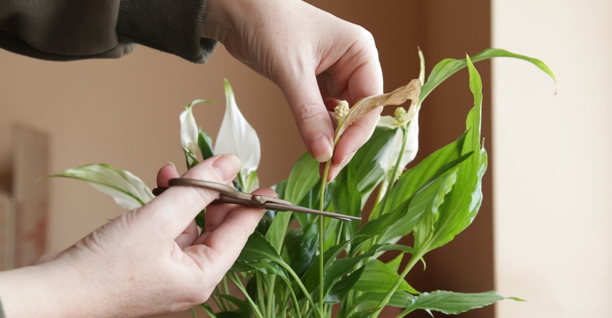 pruning peace lily plant (featured image)