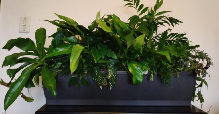 houseplant (featured image)