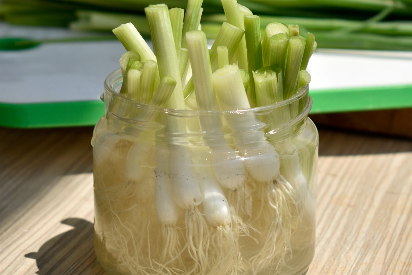 How New Yorkers Can Grow Green Onions Indoors Year Round