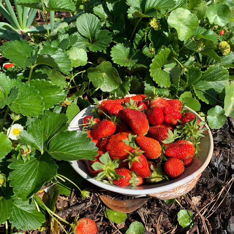 Choose Heat-Tolerant Strawberry Varieties