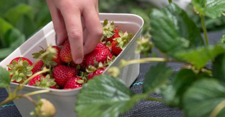 strawberries handpicked