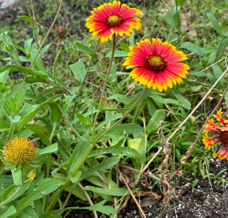 What Works Best In Central Florida