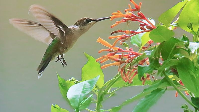 What Works Best In Central Florida