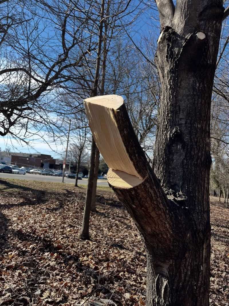 What Homeowners Are Allowed To Do About Overhanging Trees