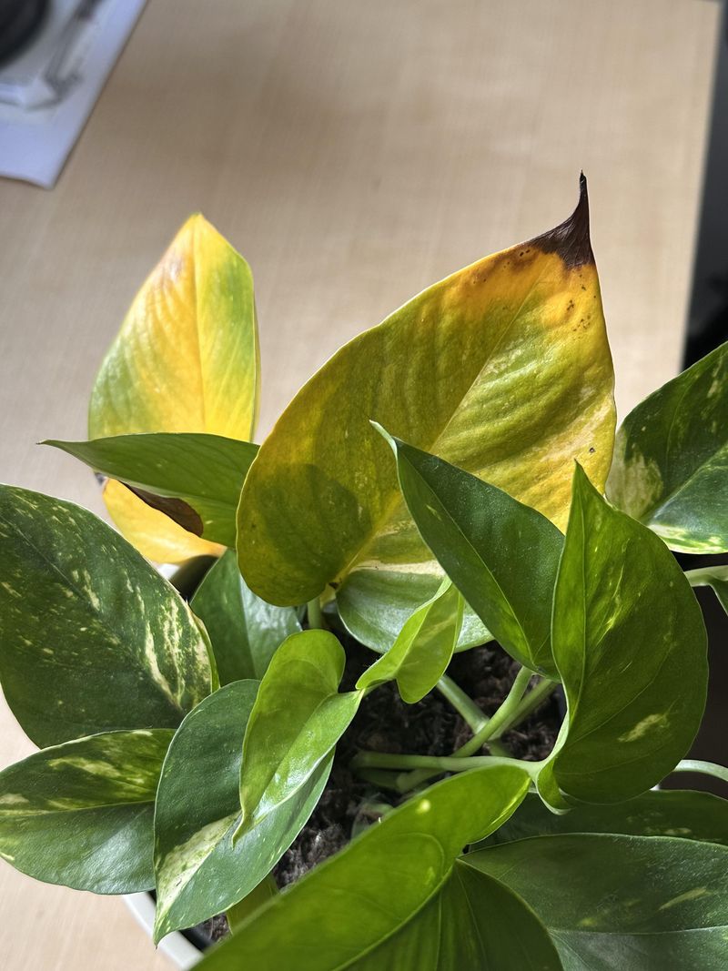 Signs You're Using Too Much Organic Material