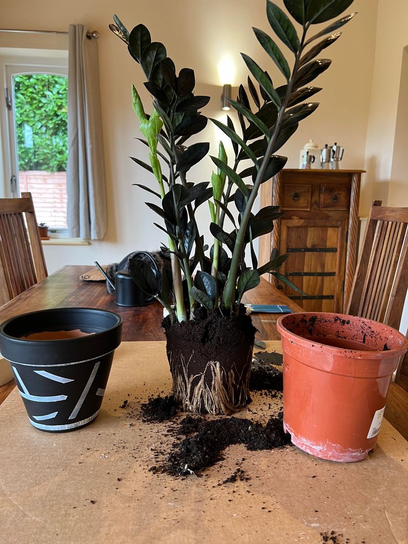 Choosing The Right Pot And Soil