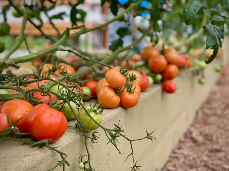 What To Watch For After Adjusting Your Fertilizer Routine