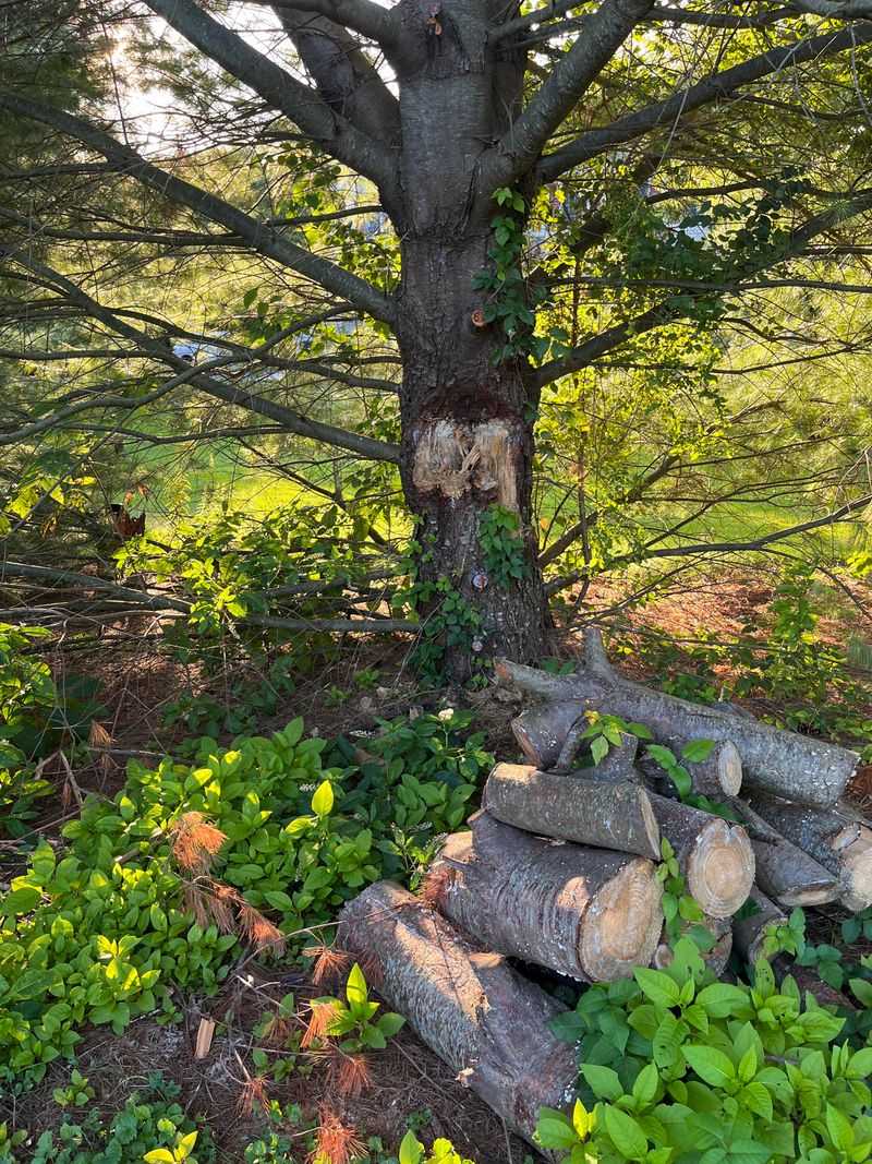 Consider Your Climate Zone And Hardiness Needs